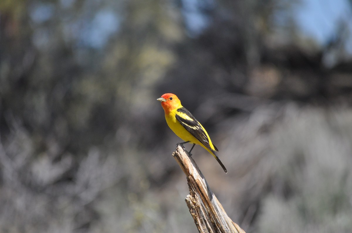 Western Tanager - ML619667741