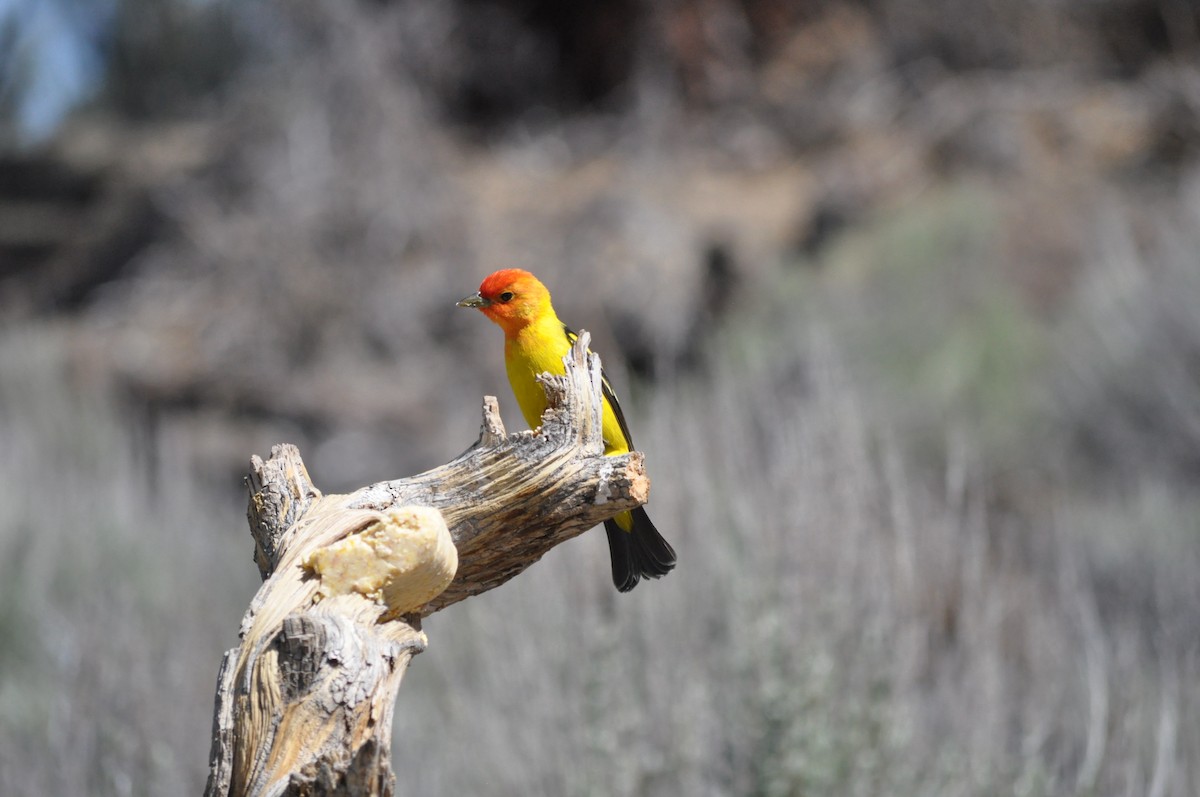 Western Tanager - ML619667742