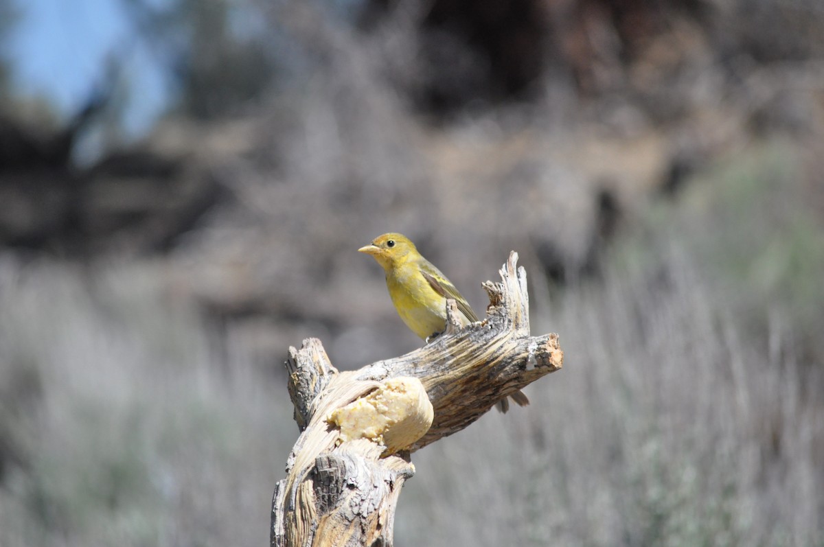 Western Tanager - ML619667743