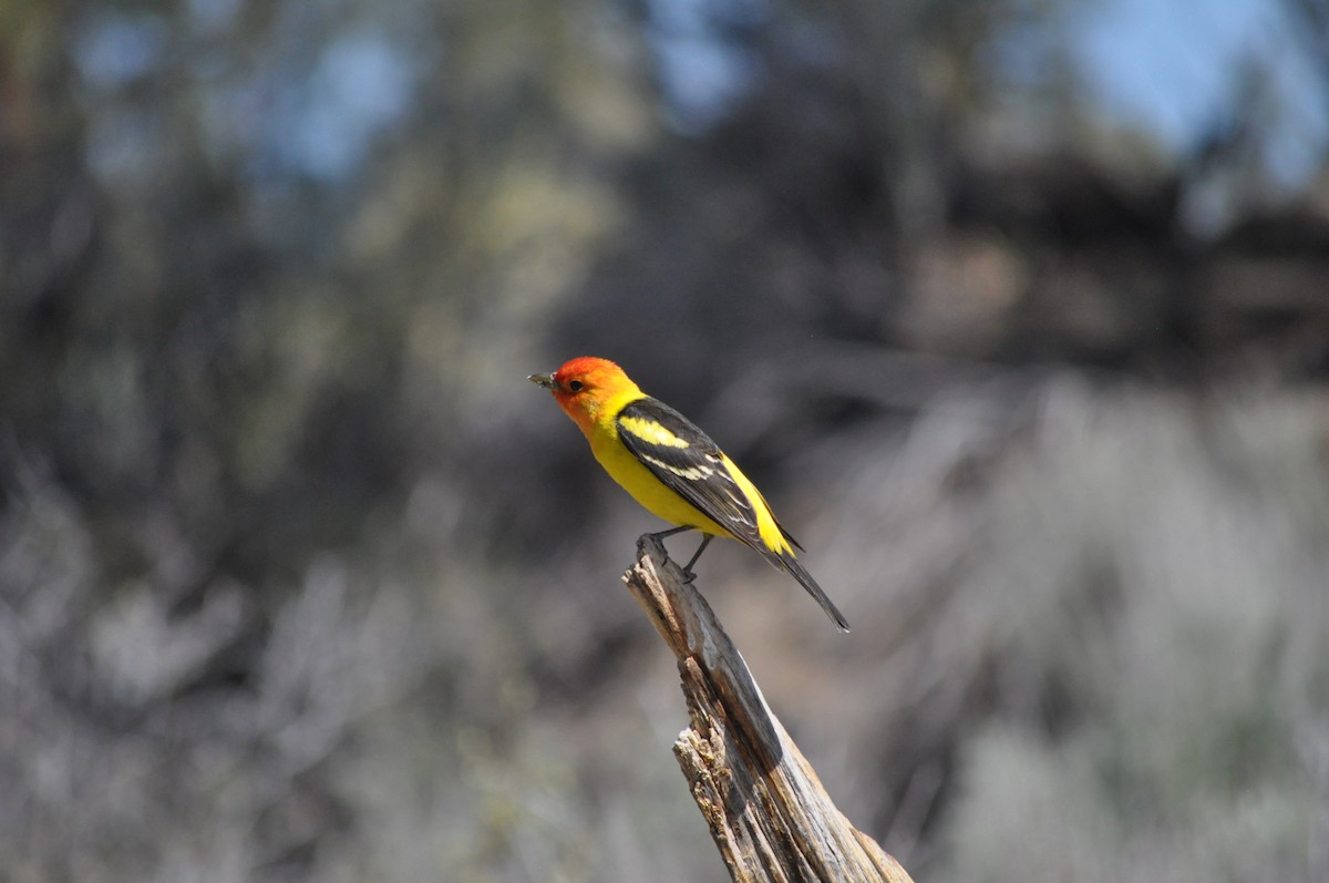 Western Tanager - ML619667746