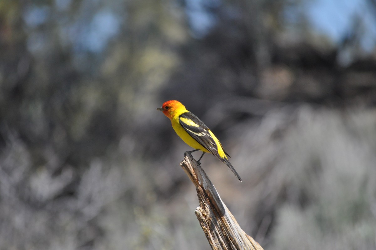 Western Tanager - ML619667747