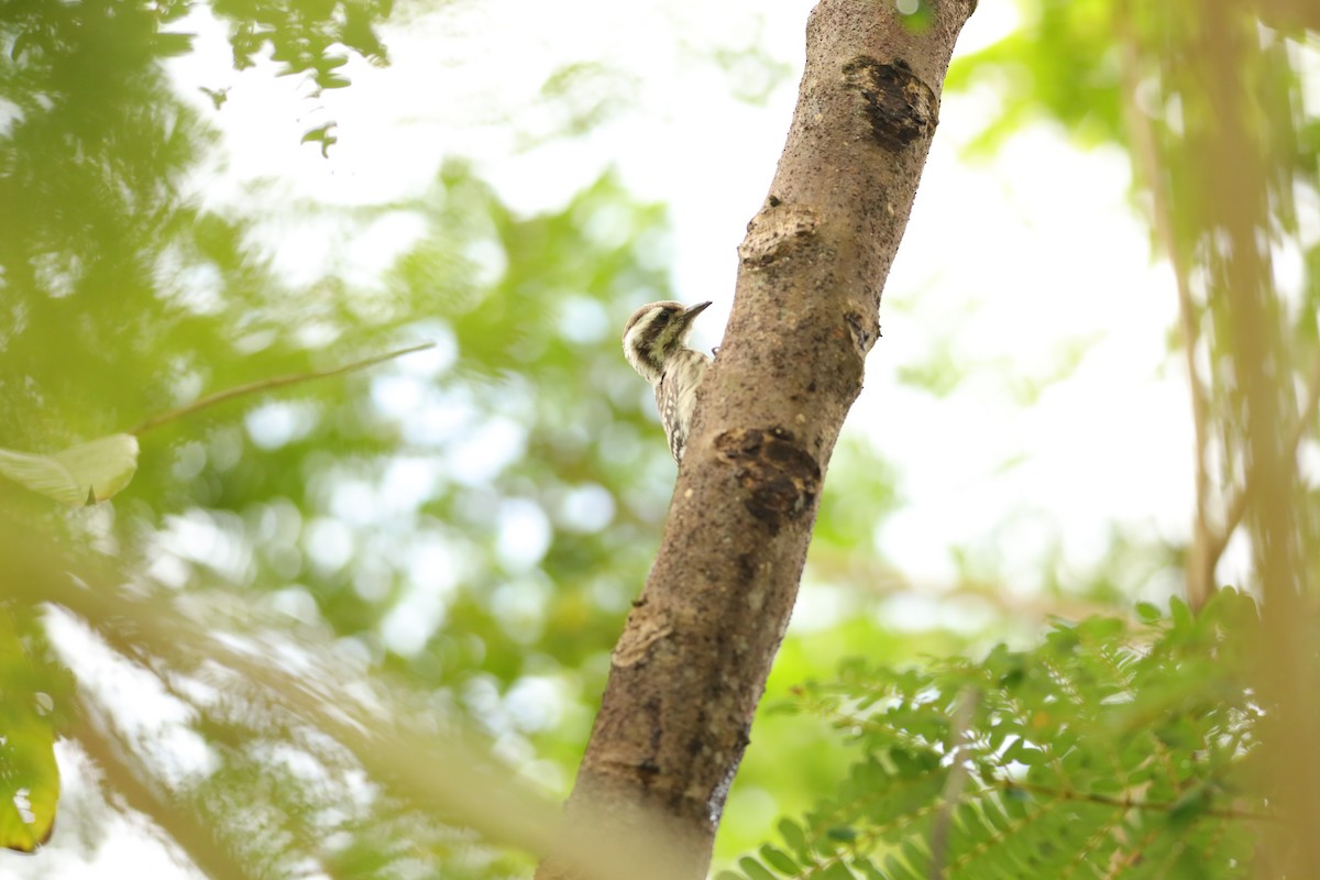 Sunda Pygmy Woodpecker - ML619667758