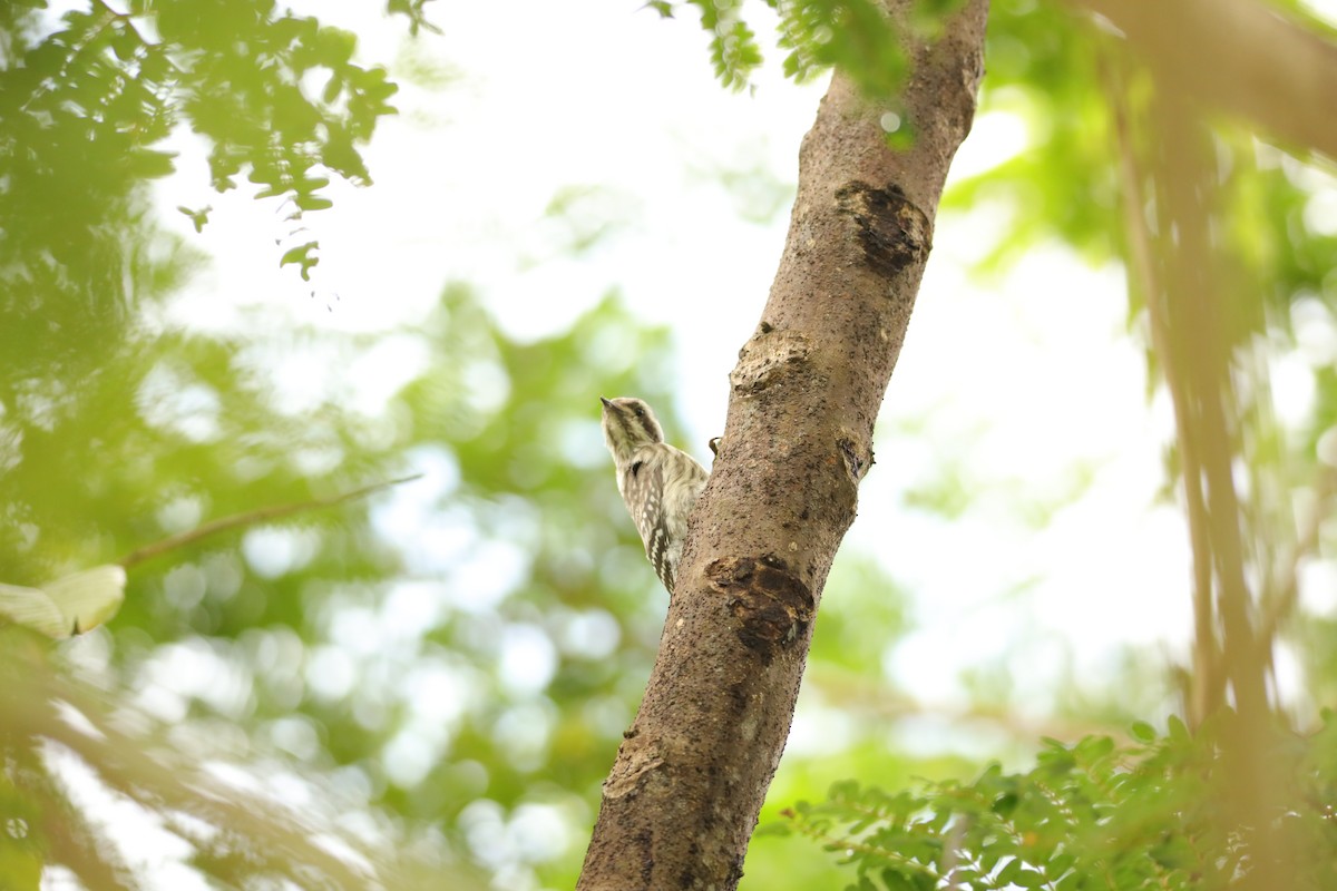 Sunda Pygmy Woodpecker - ML619667759
