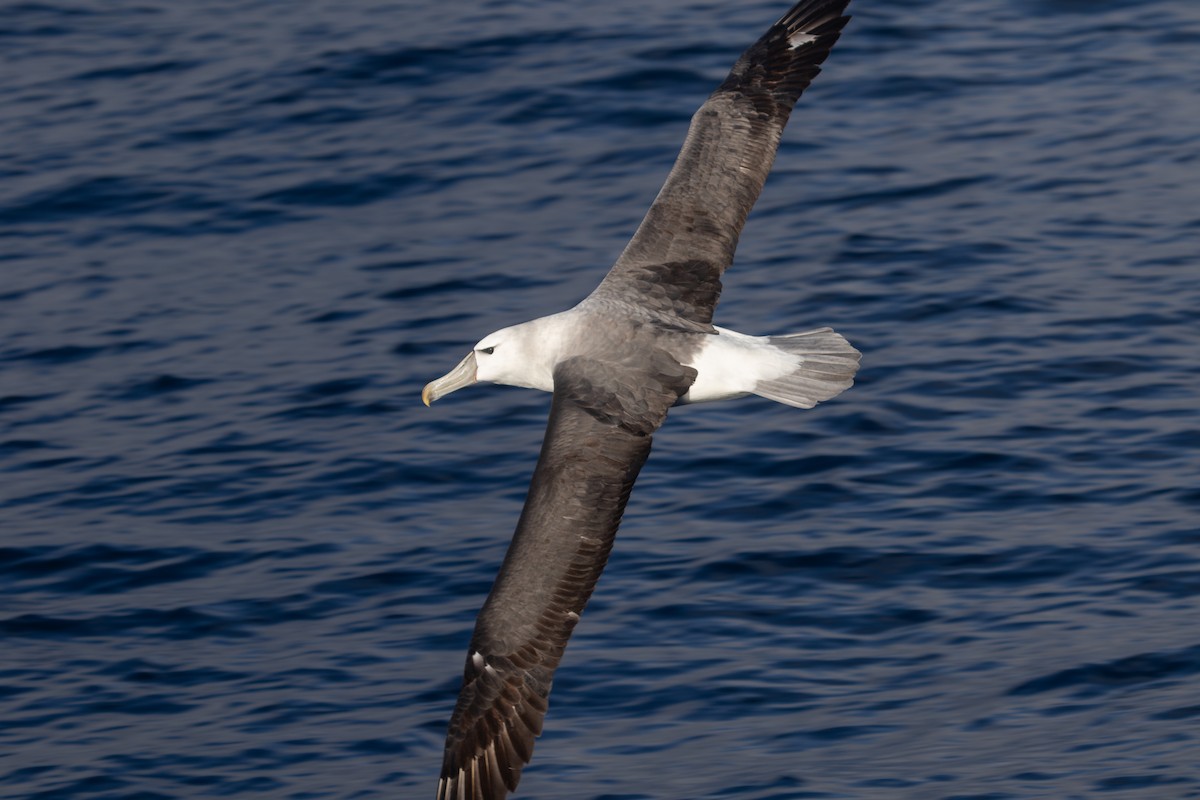 White-capped Albatross - ML619667764