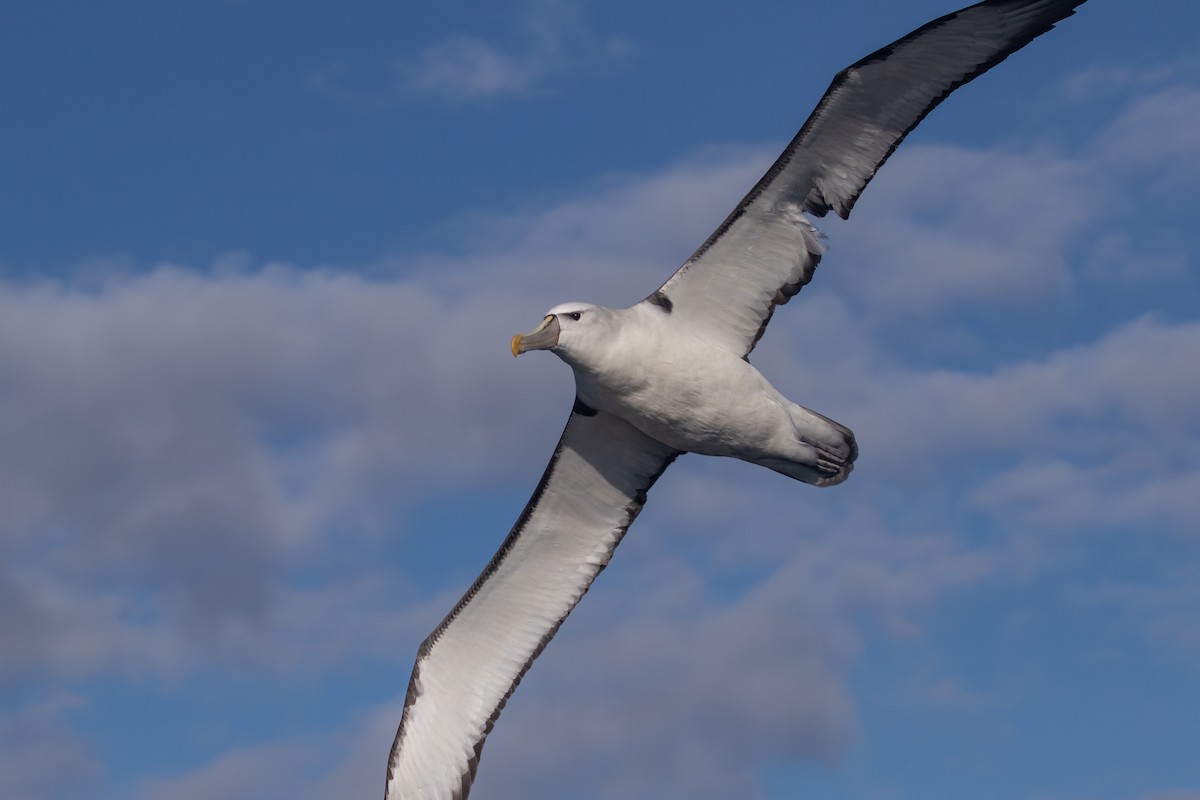 White-capped Albatross - ML619667771