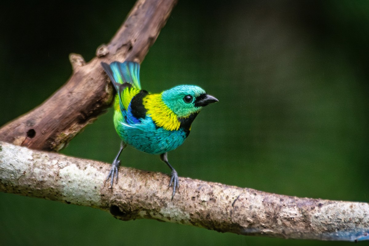 Green-headed Tanager - ML619667779