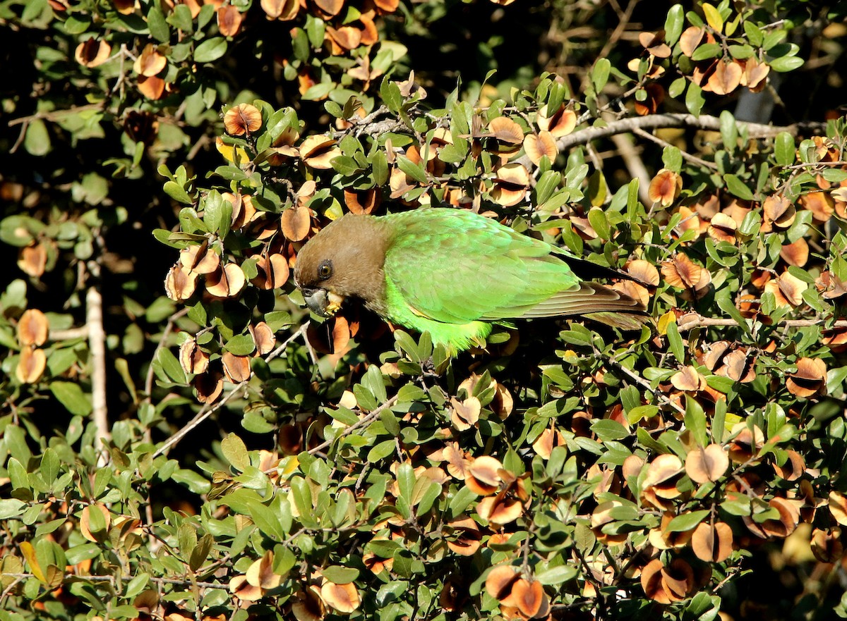 Brown-headed Parrot - ML619667798
