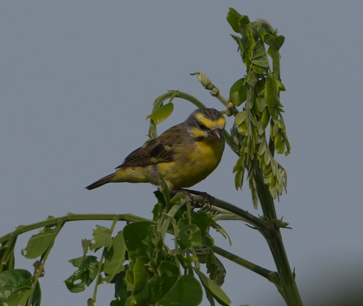 Yellow-fronted Canary - ML619667806