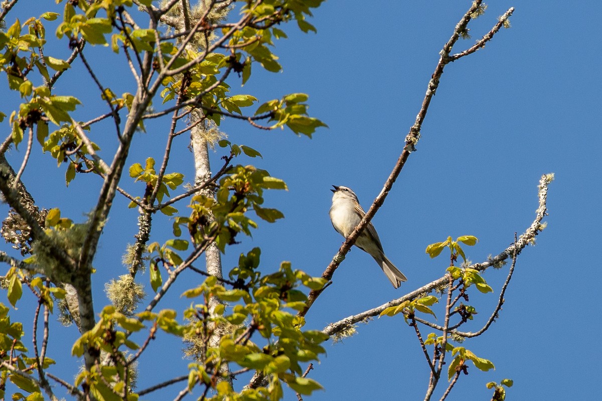 Chipping Sparrow - ML619667884