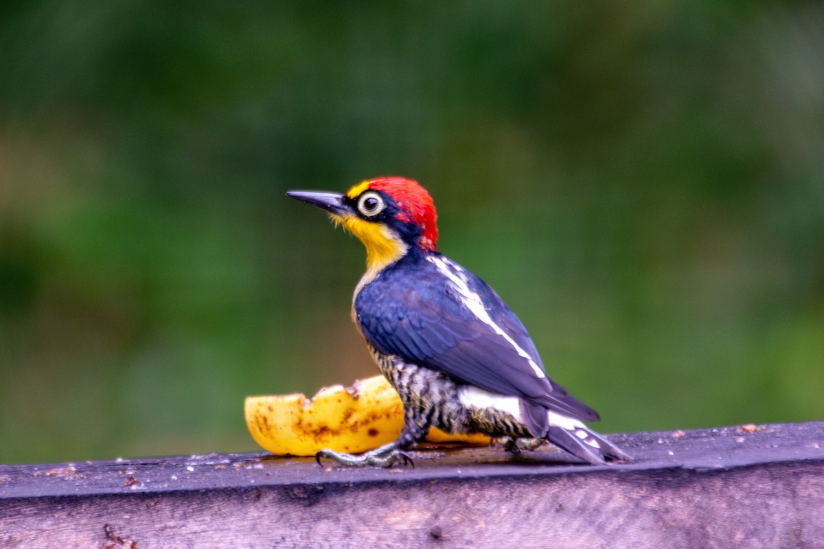 Yellow-fronted Woodpecker - ML619667886