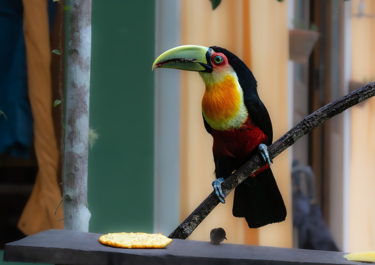 Red-breasted Toucan - ML619667940