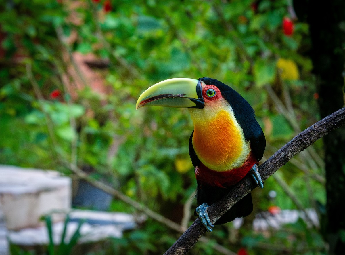 Red-breasted Toucan - ML619667941