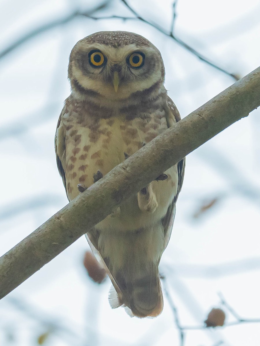 Spotted Owlet - ML619667966