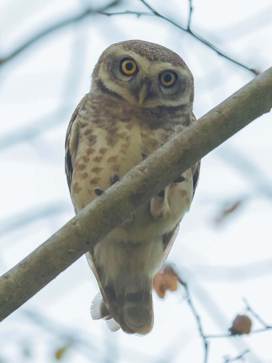 Spotted Owlet - ML619667968