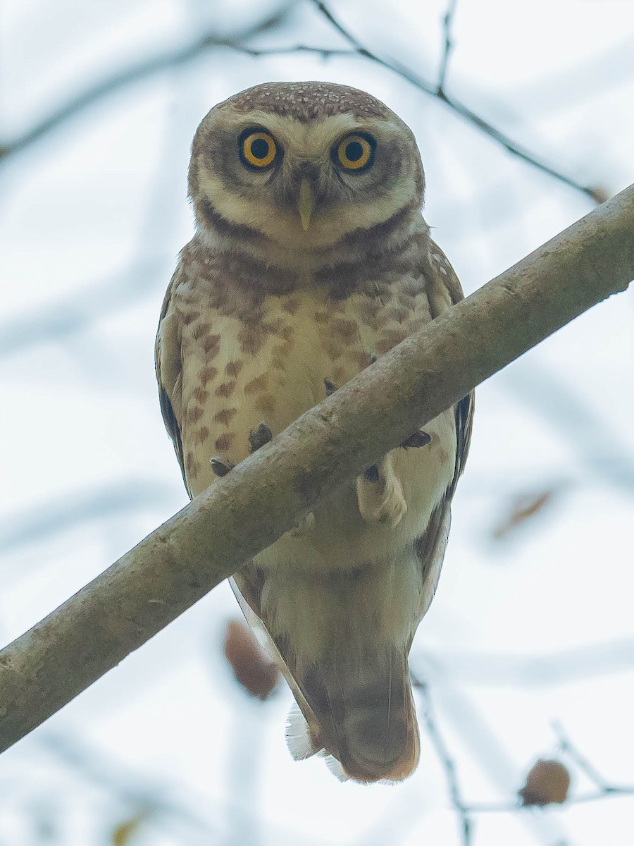 Spotted Owlet - ML619667973