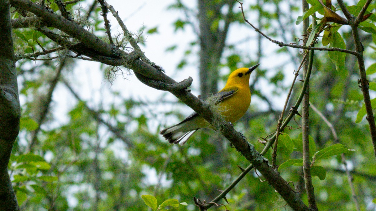 Prothonotary Warbler - ML619668009