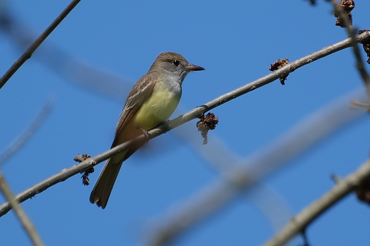 Great Crested Flycatcher - ML619668072