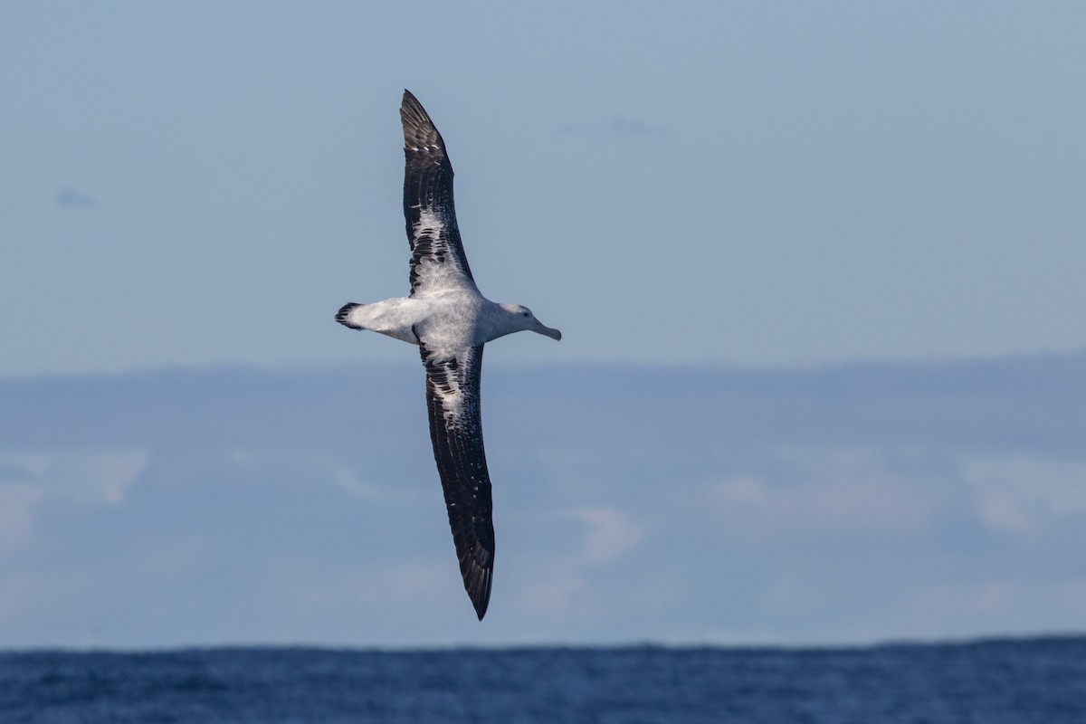 Albatros des Antipodes (gibsoni) - ML619668124