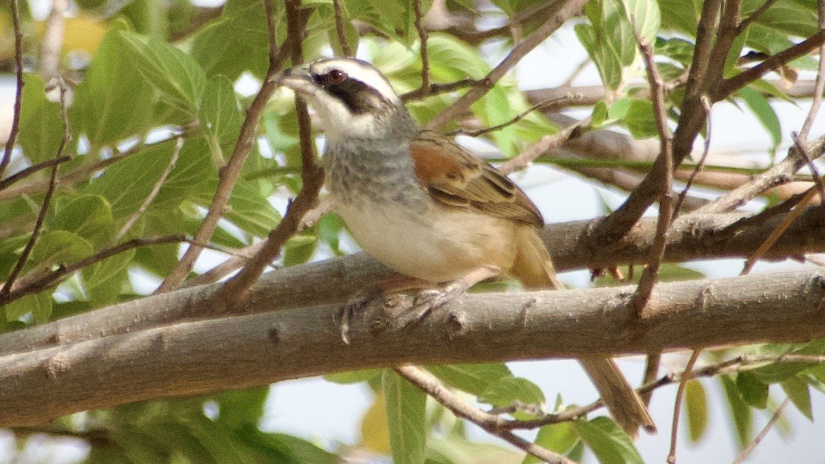 Stripe-headed Sparrow - ML619668134