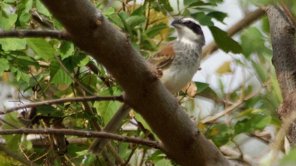 Stripe-headed Sparrow - ML619668141