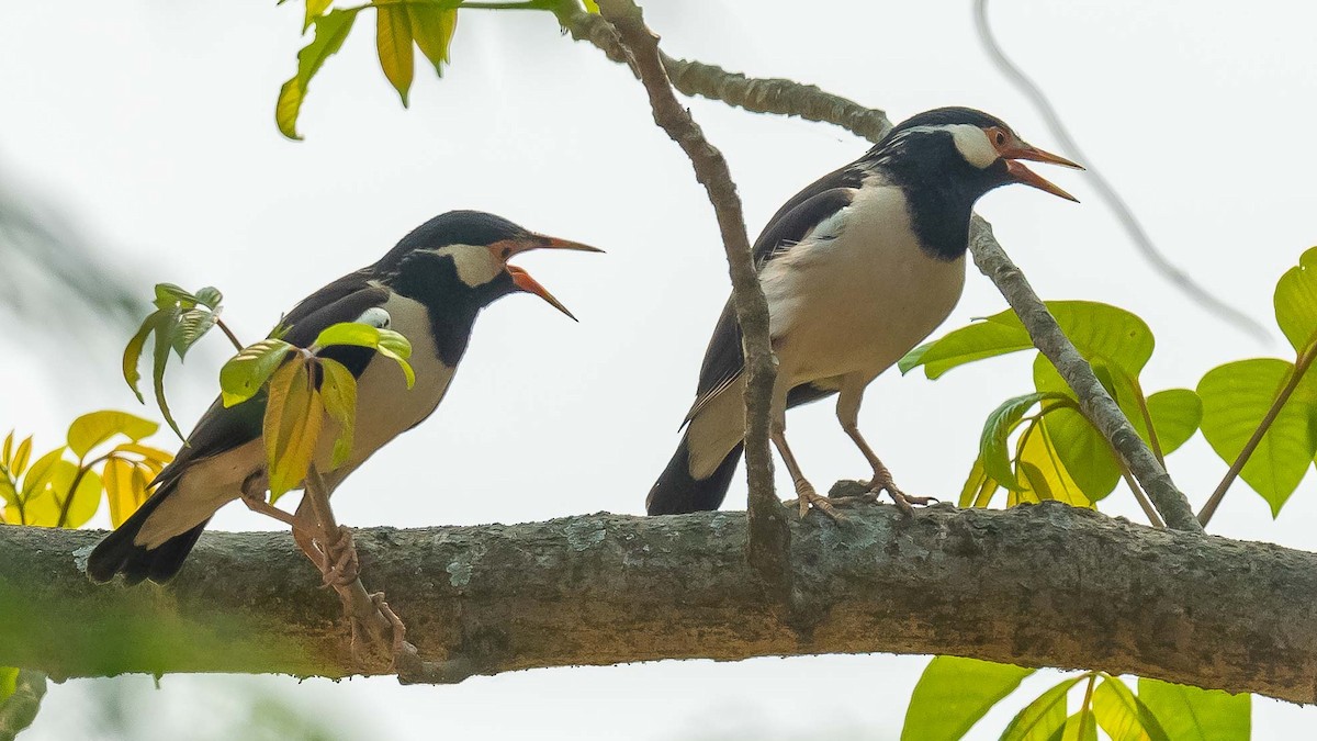 Indian Pied Starling - ML619668149
