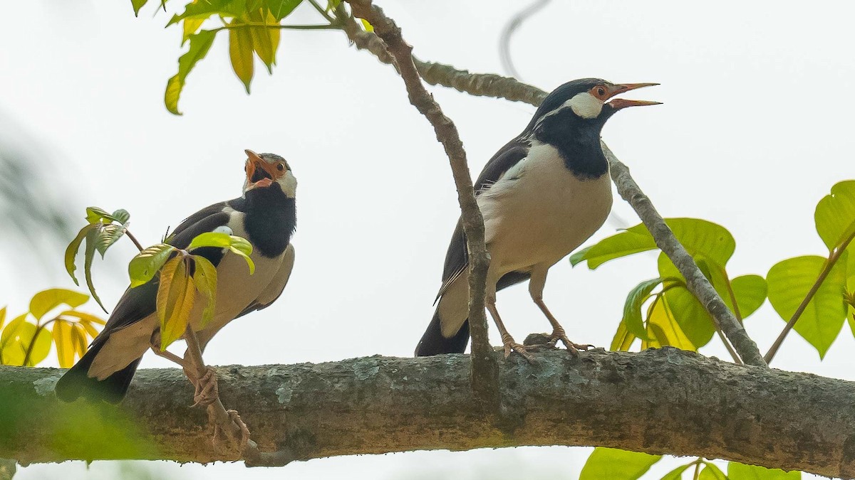 Indian Pied Starling - ML619668150
