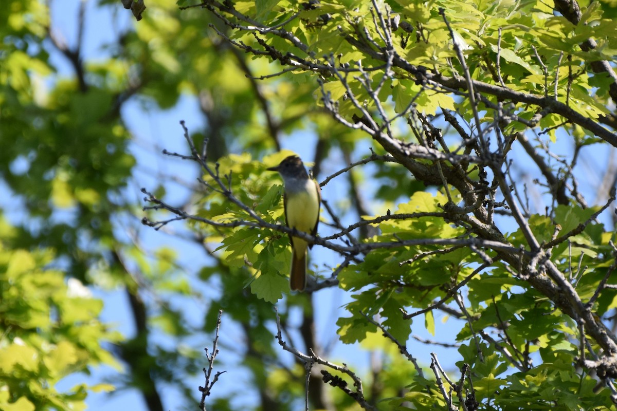 Great Crested Flycatcher - ML619668179
