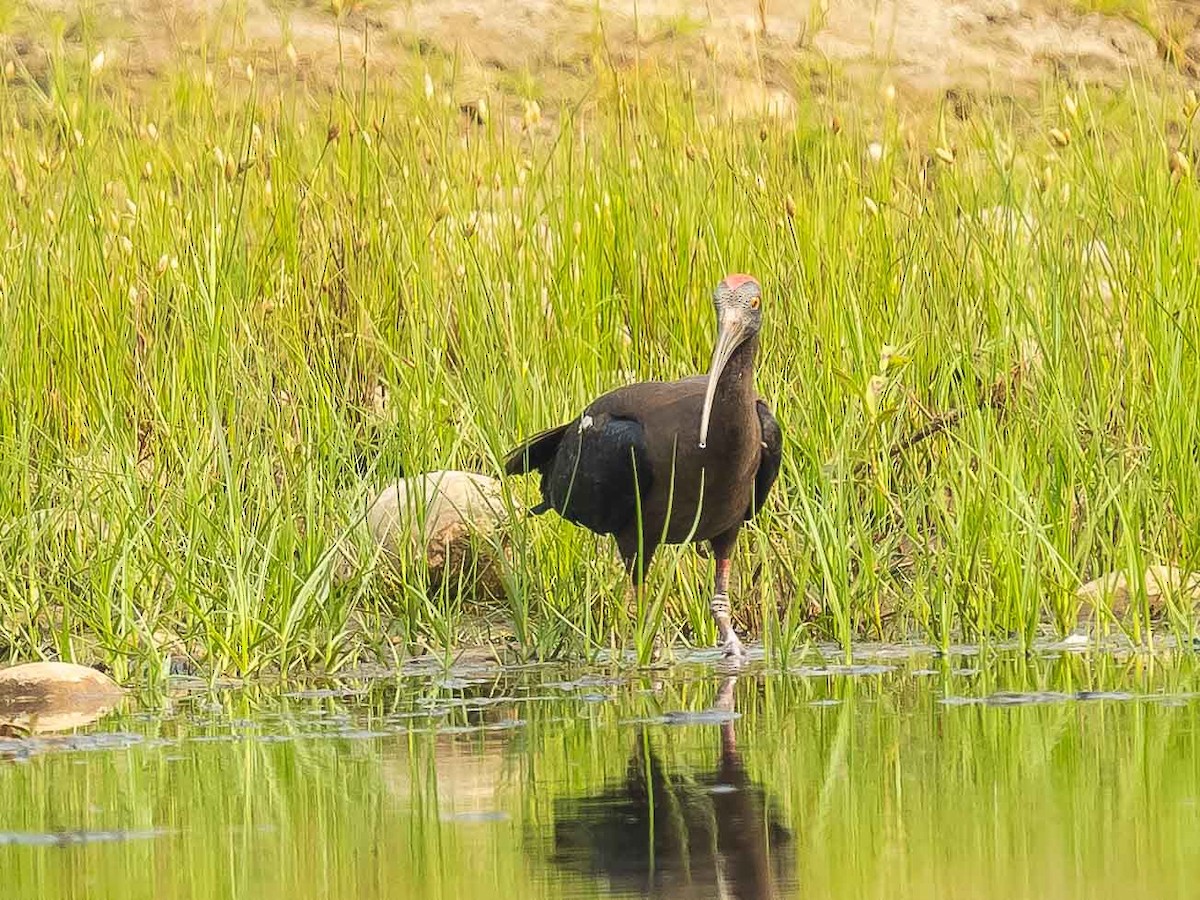 ibis bradavičnatý - ML619668184