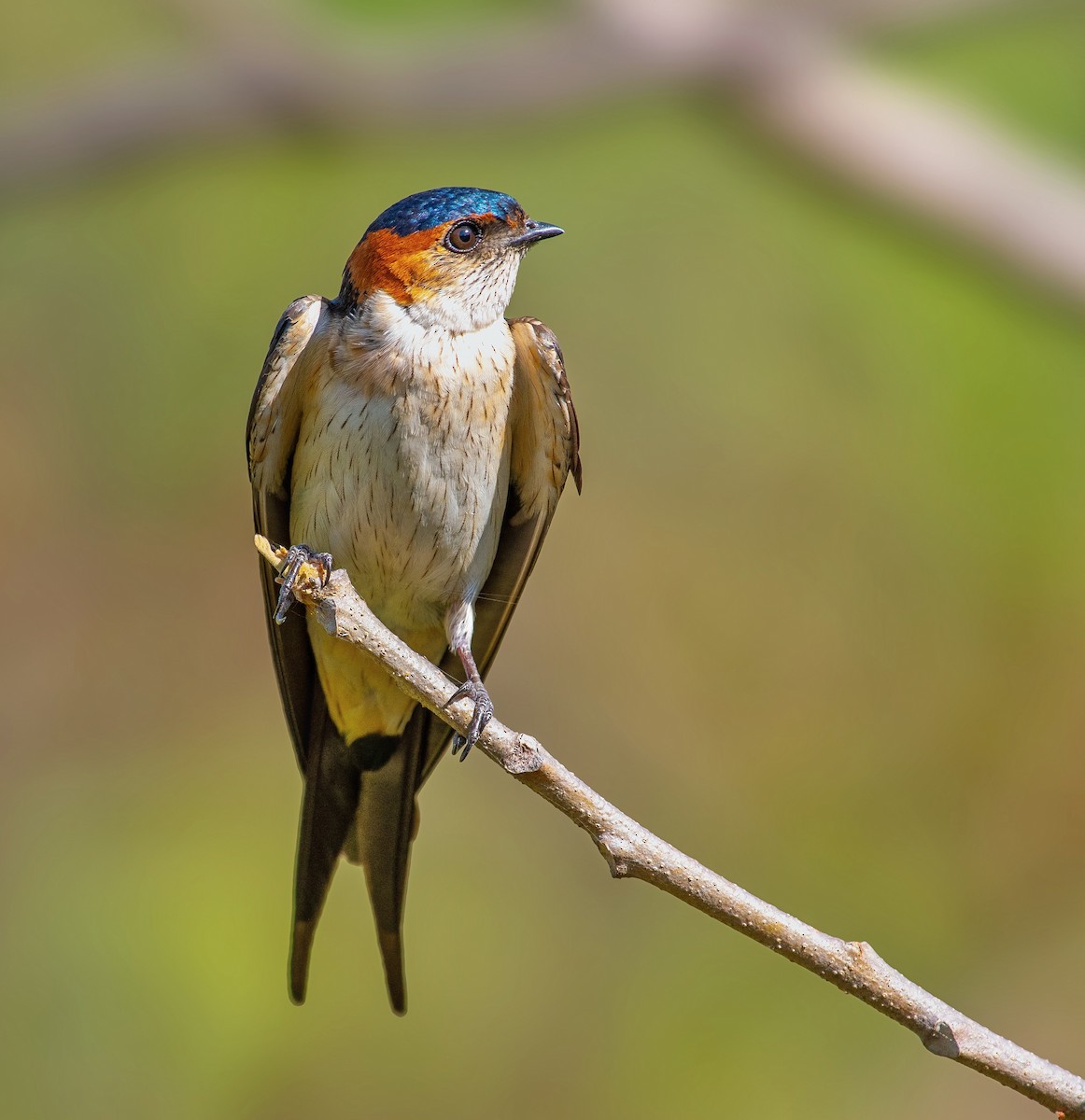 Red-rumped Swallow - ML619668220