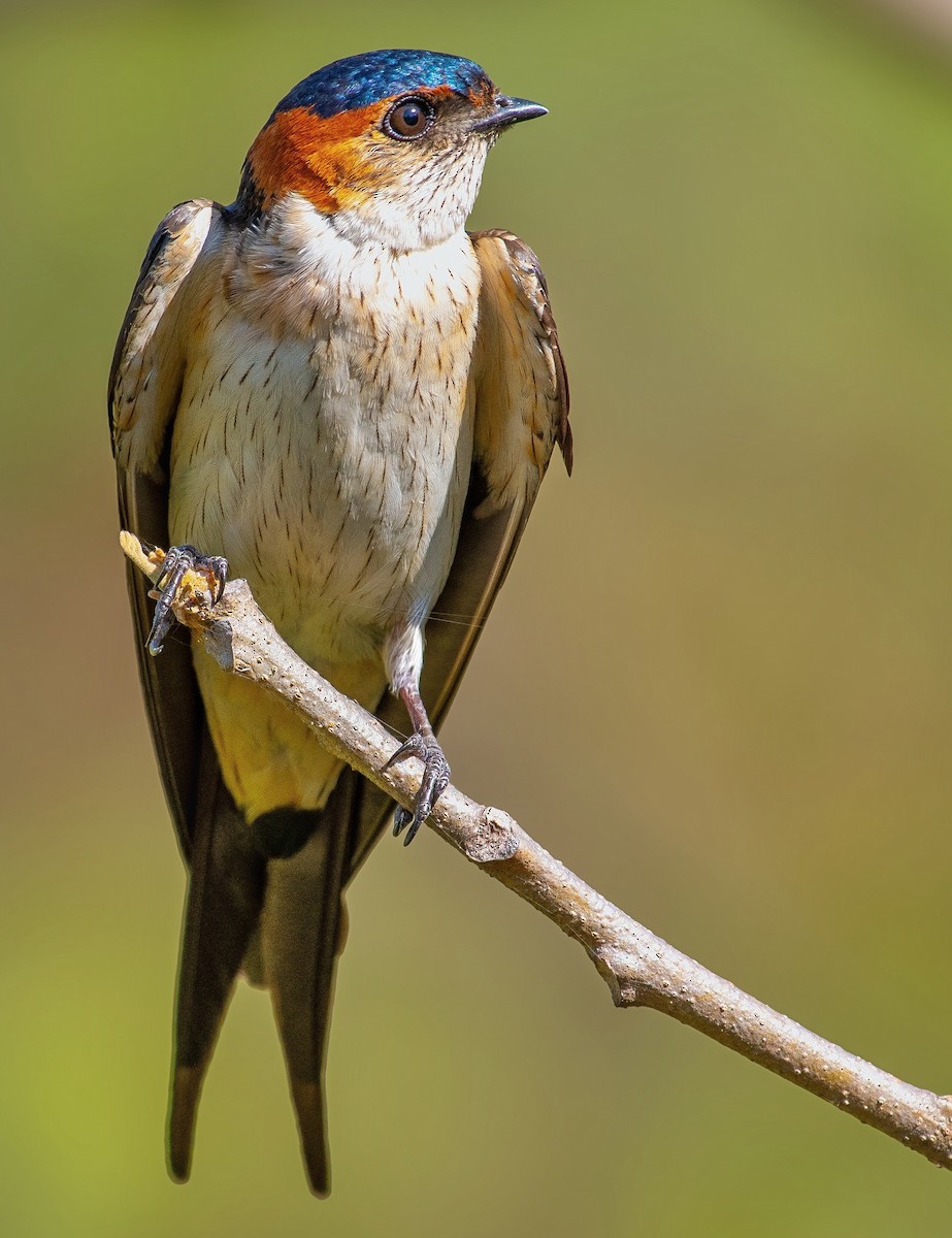 Red-rumped Swallow - ML619668221