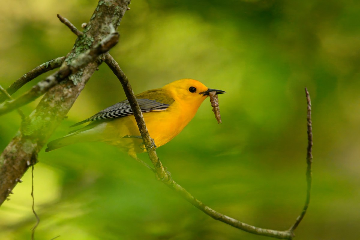 Prothonotary Warbler - ML619668229