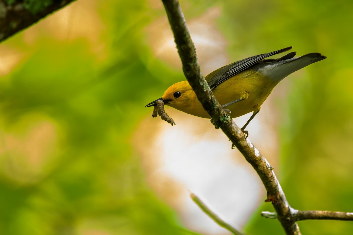 Prothonotary Warbler - ML619668230