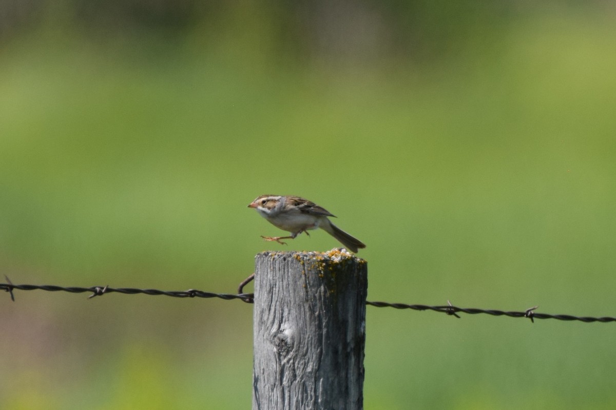 Clay-colored Sparrow - ML619668263