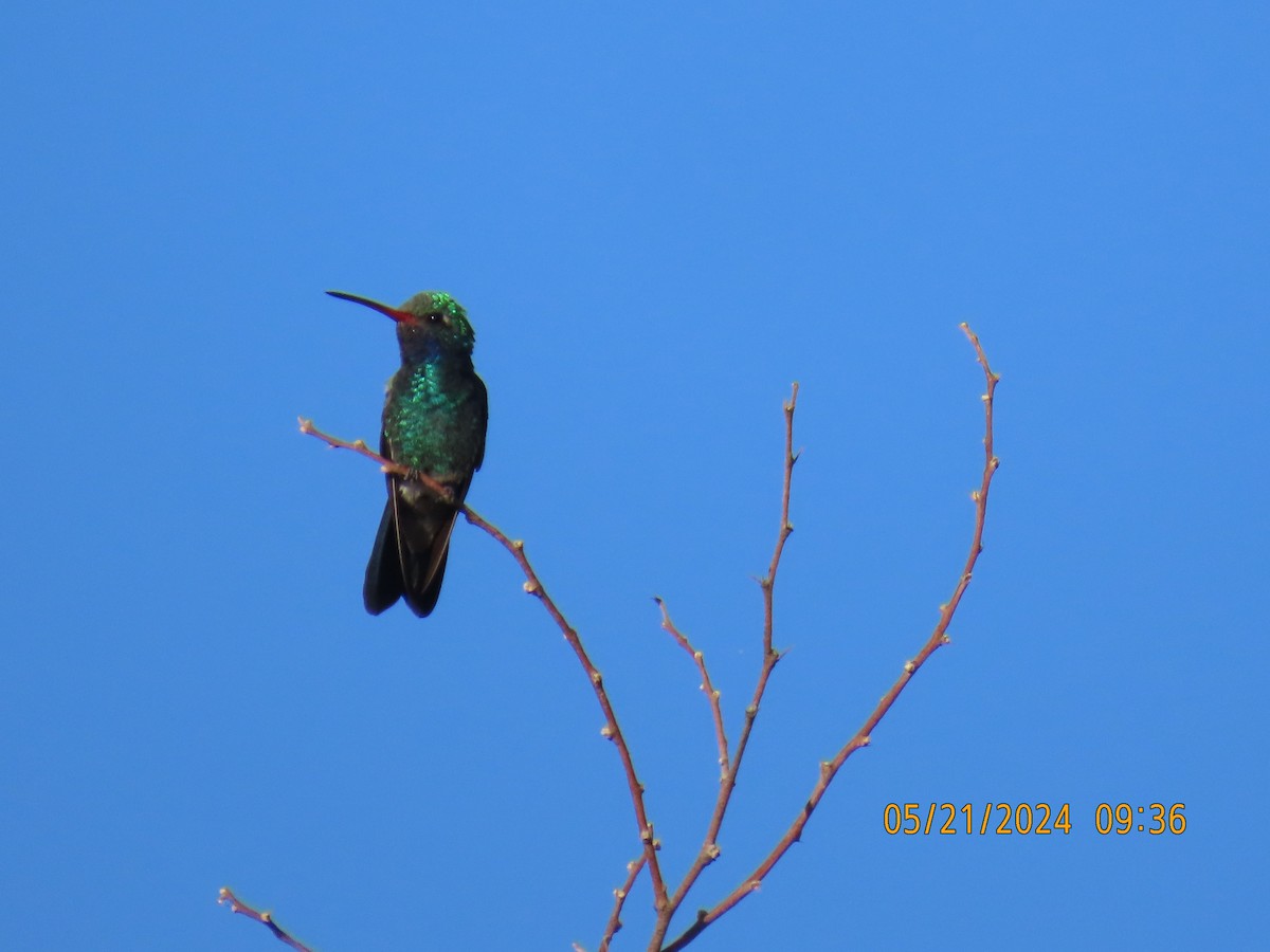 Broad-billed Hummingbird - ML619668297