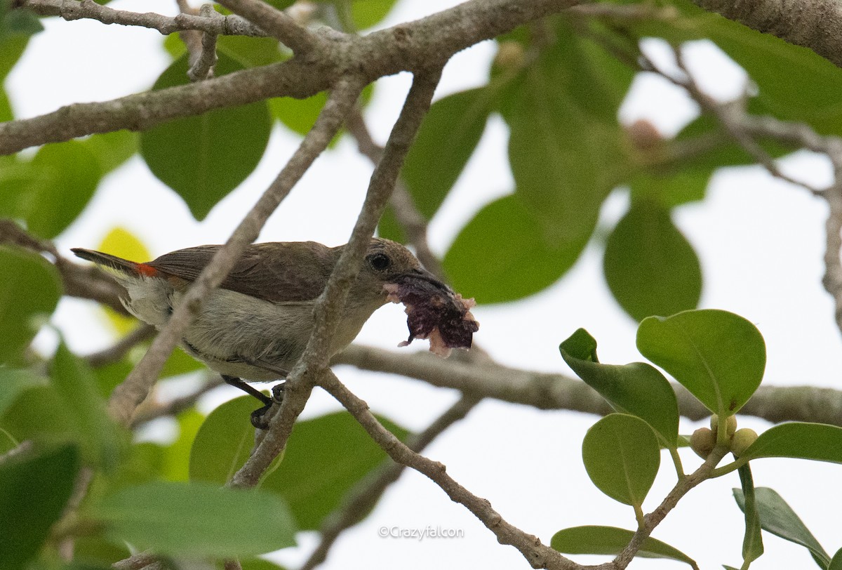 Scarlet-backed Flowerpecker - ML619668321