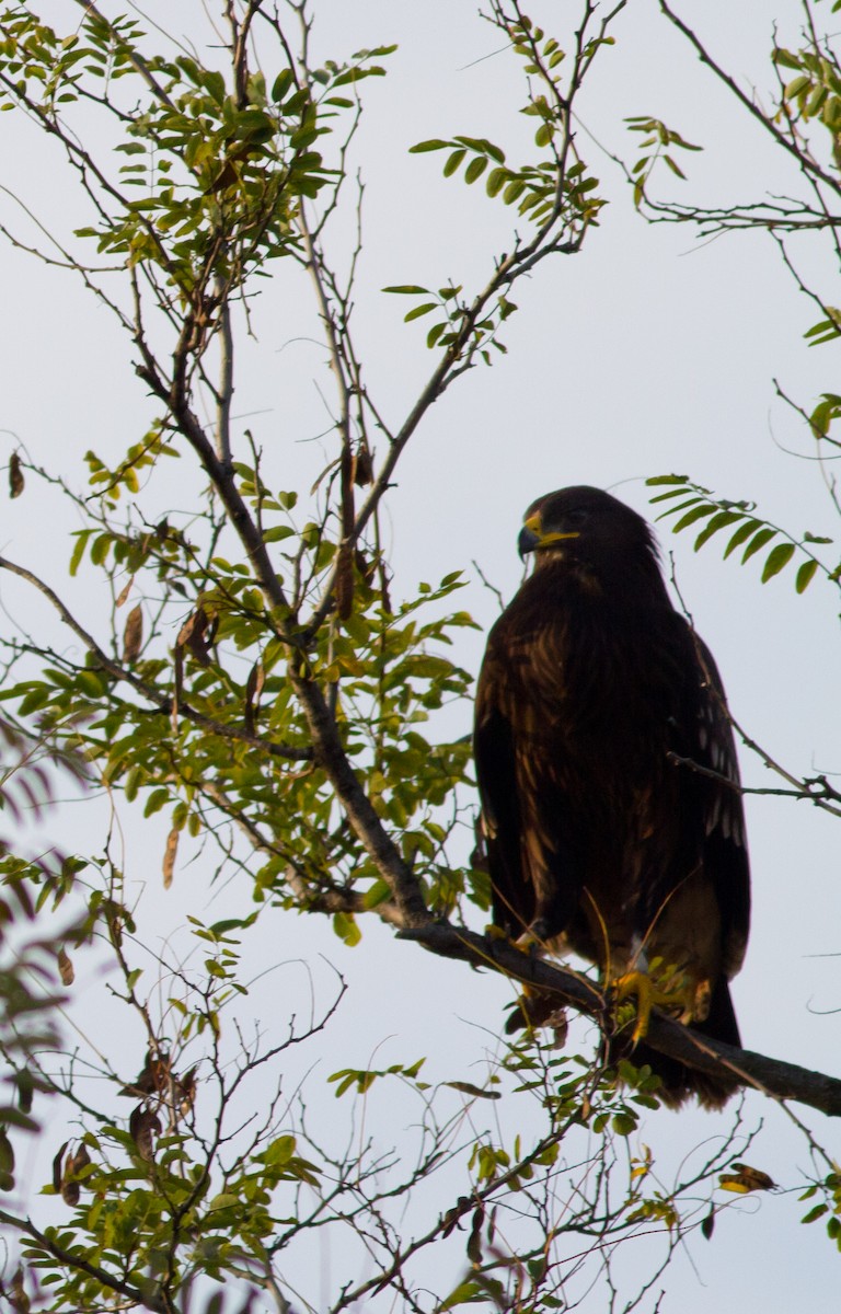 Greater Spotted Eagle - ML619668353