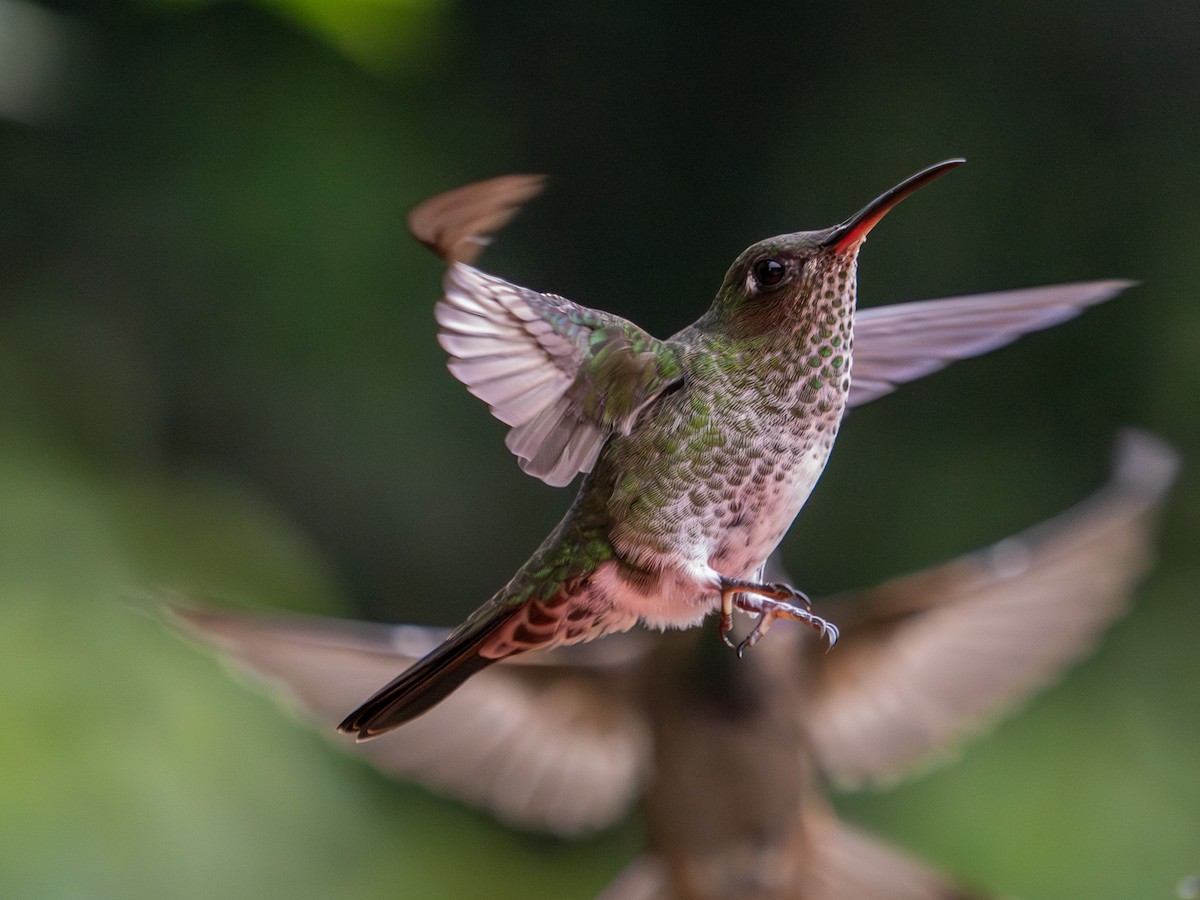 Many-spotted Hummingbird - ML619668415