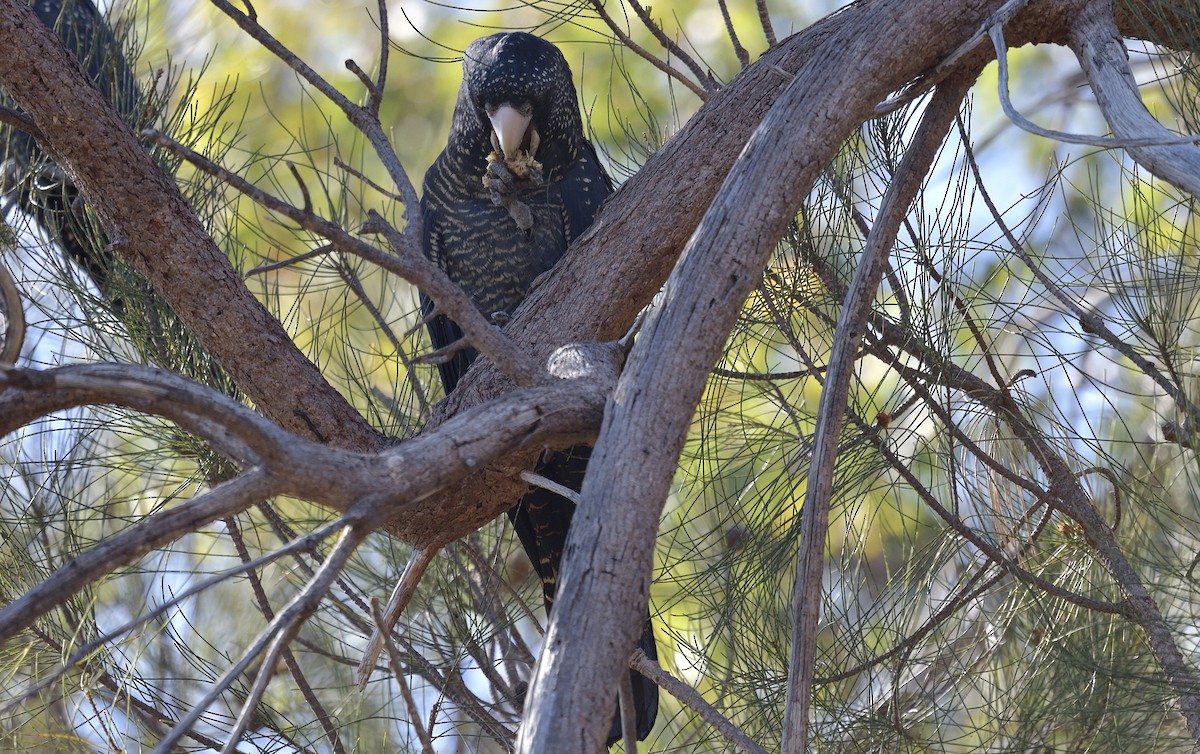 Red-tailed Black-Cockatoo - ML619668421