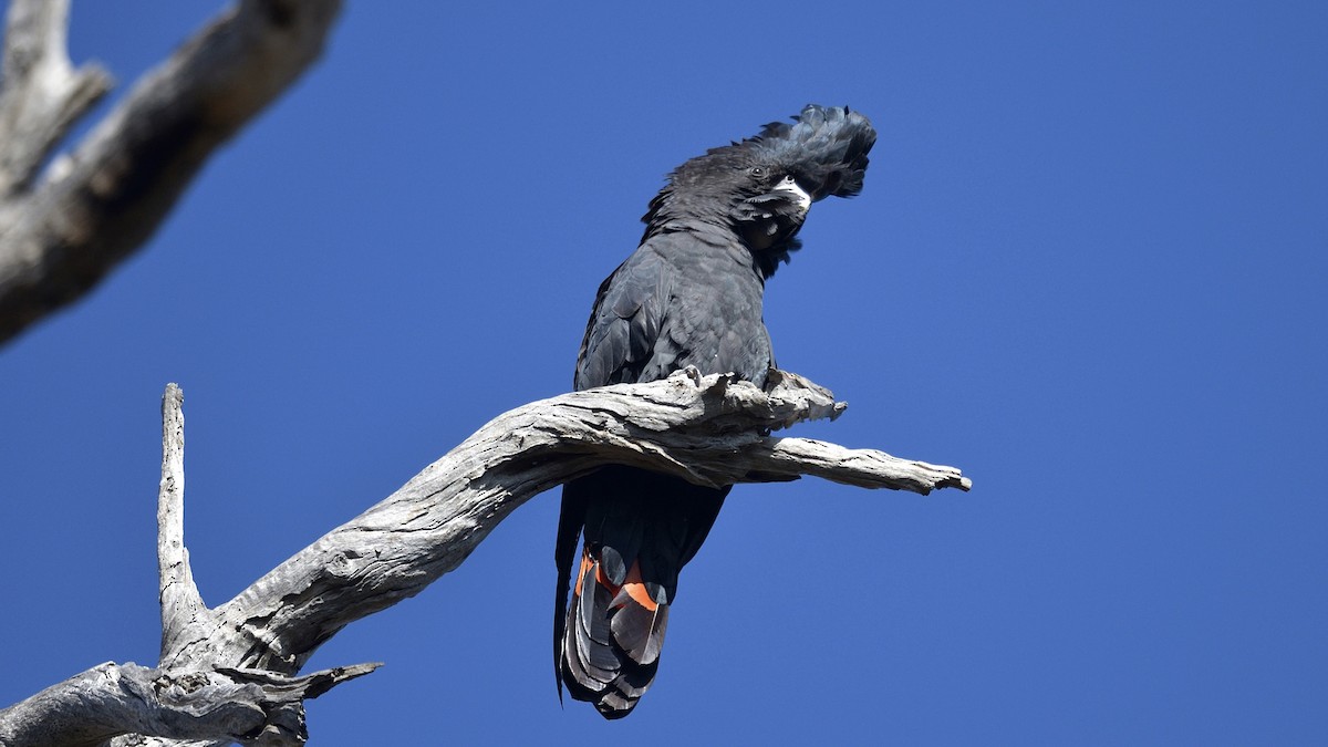 Red-tailed Black-Cockatoo - ML619668432
