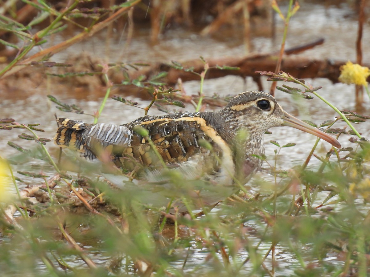 Greater Painted-Snipe - ML619668472