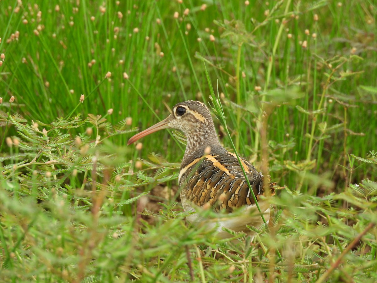 Greater Painted-Snipe - ML619668493