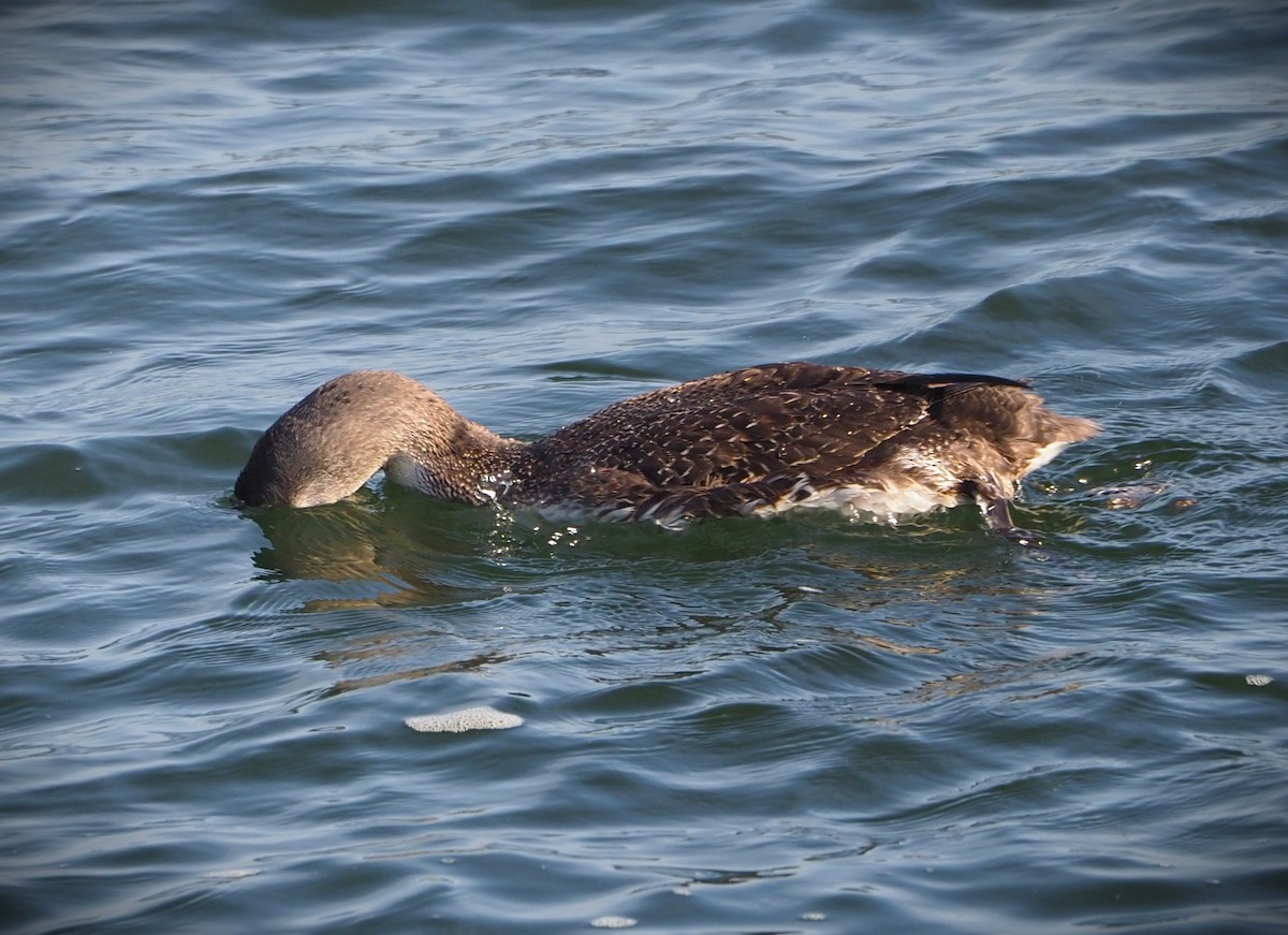 Red-throated Loon - ML619668524
