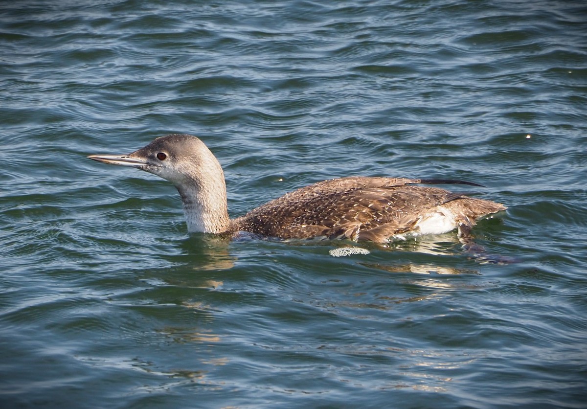 Red-throated Loon - ML619668525