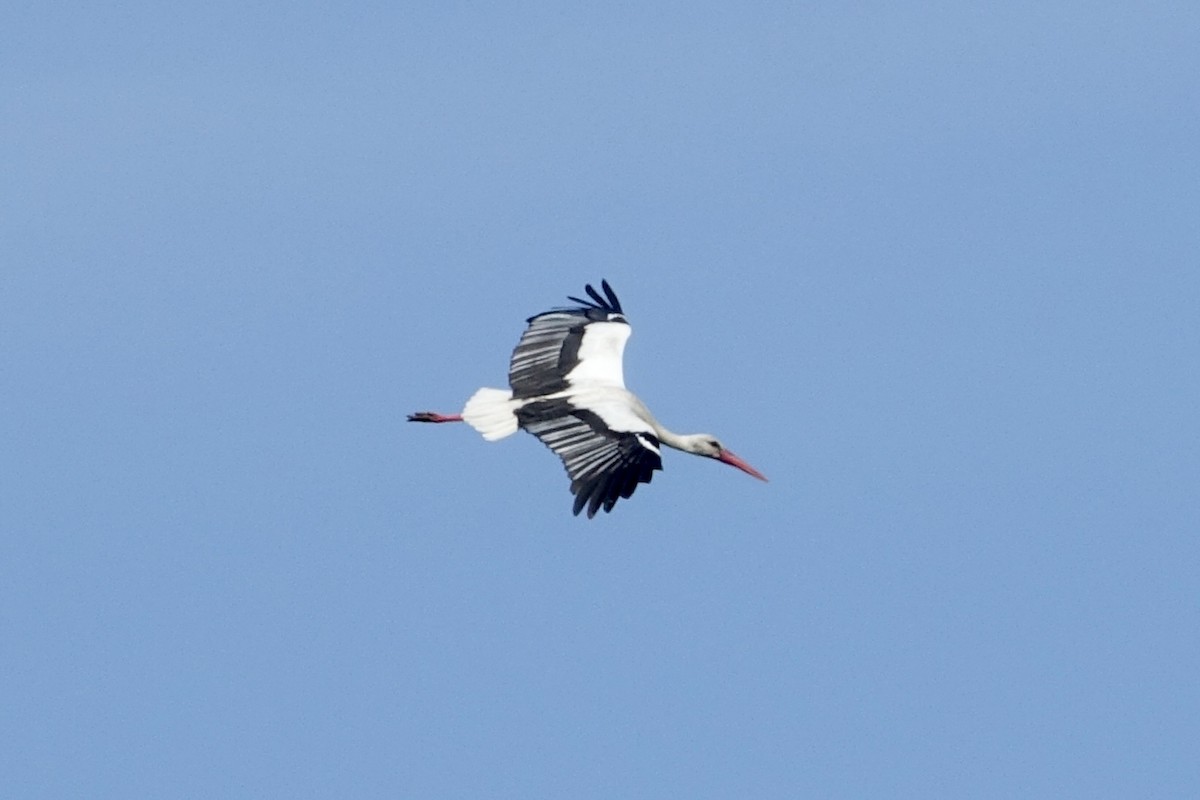White Stork - ML619668592