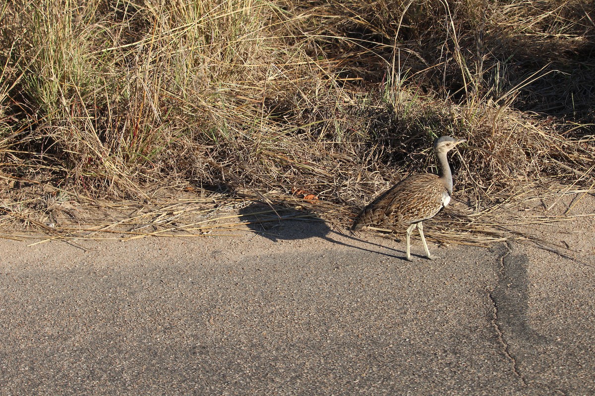 Red-crested Bustard - ML619668620