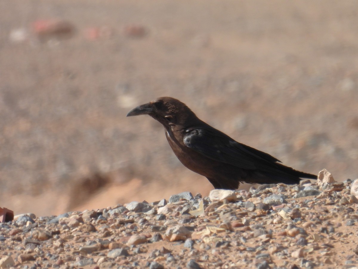 Brown-necked Raven - ML619668663