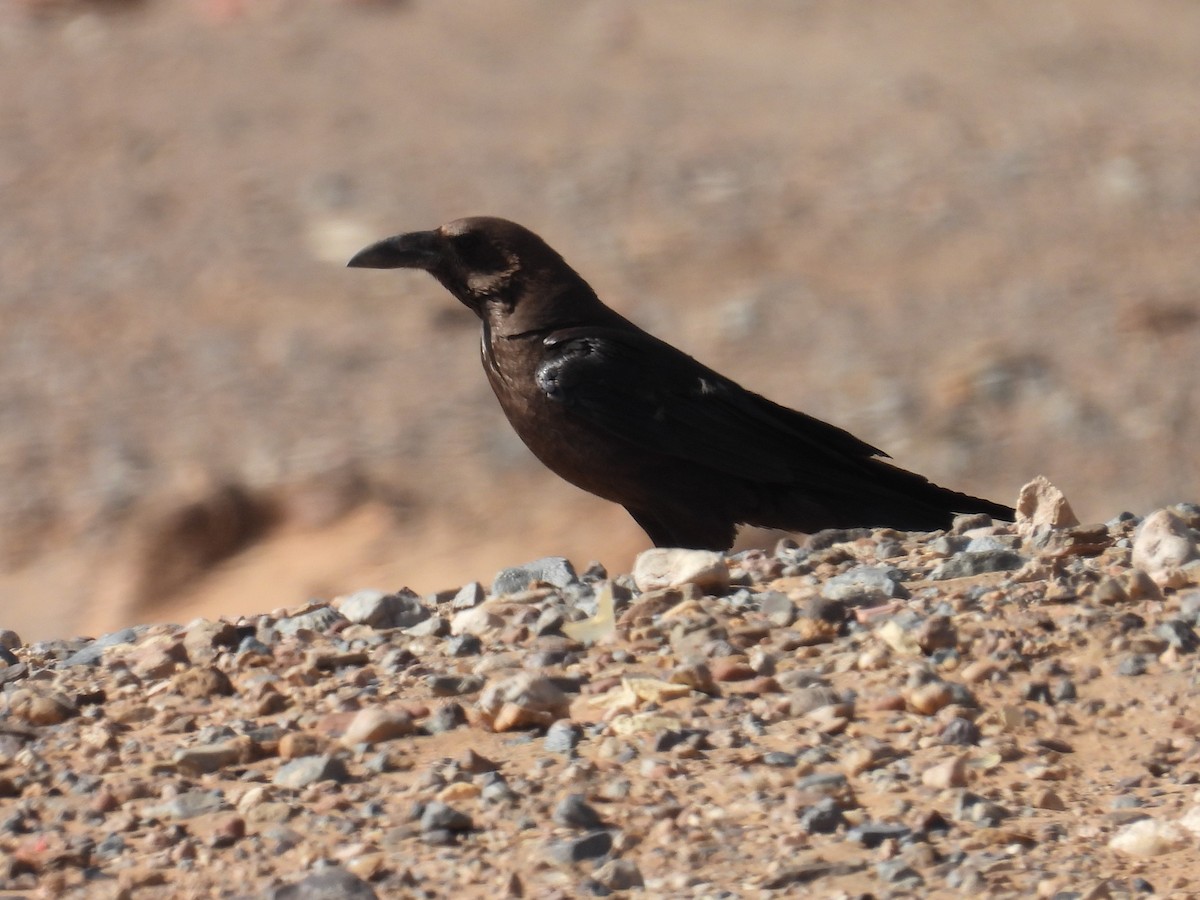 Brown-necked Raven - ML619668664