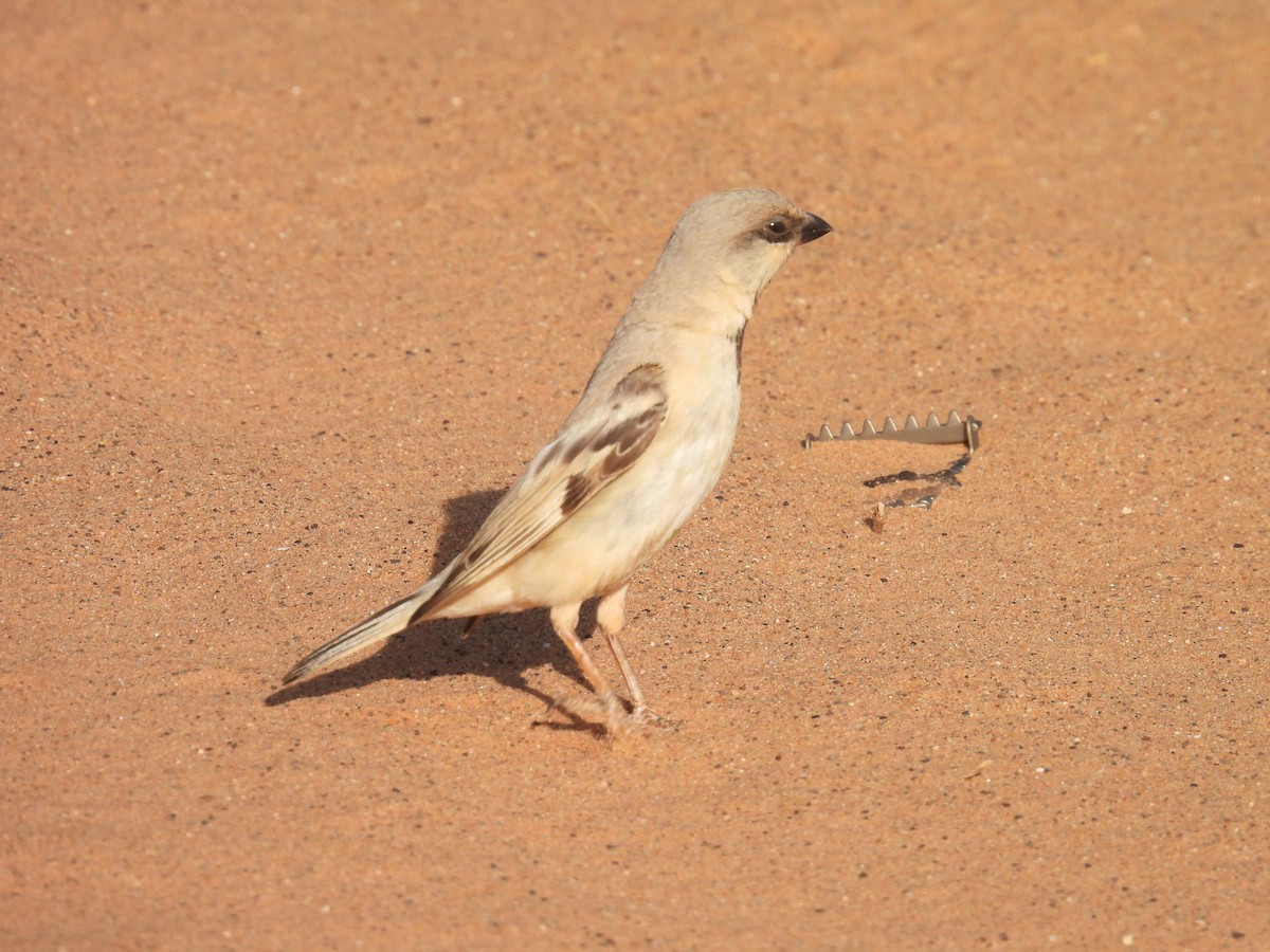Desert Sparrow - ML619668736