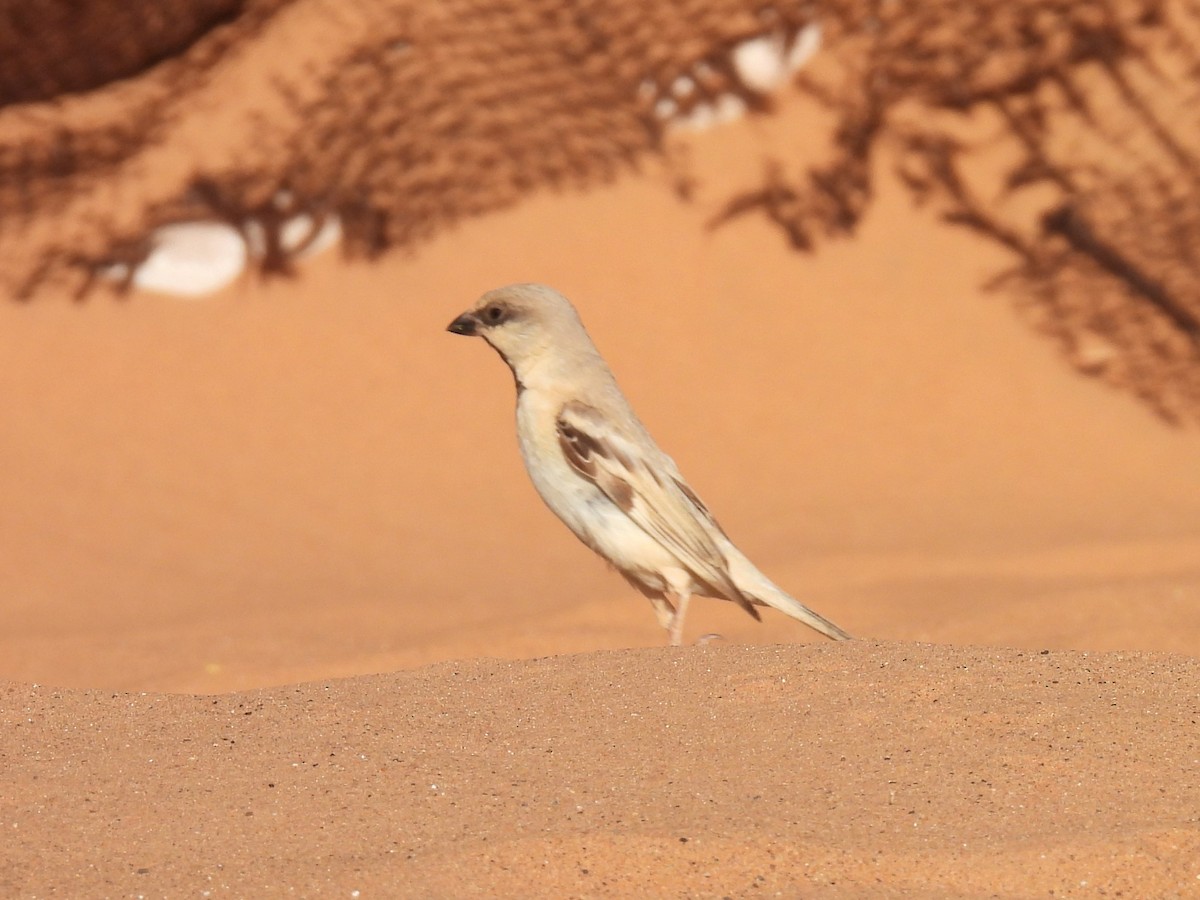 Desert Sparrow - ML619668761