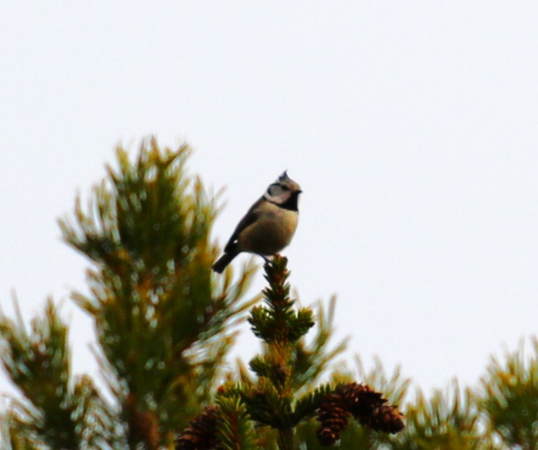 Crested Tit - ML619668769